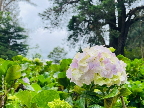 white lilac flowers