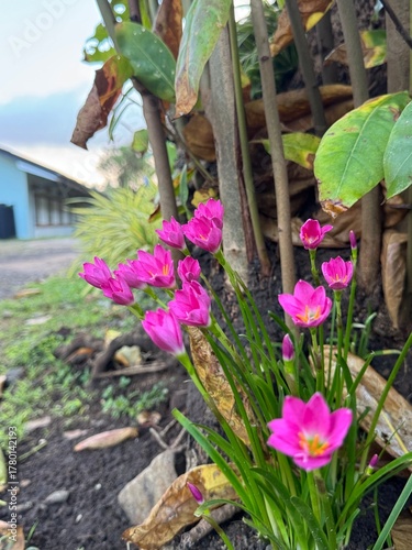 flowers in the garden