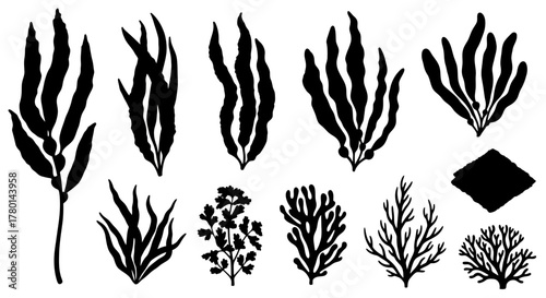 Collection of seaweed and aquatic plant illustrations in black and white, showcasing various shapes and forms.