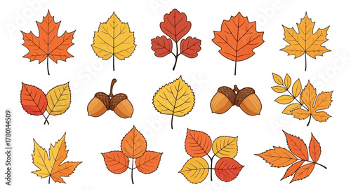 Illustration of various autumn leaves and acorns in different colors and shapes on a white background.