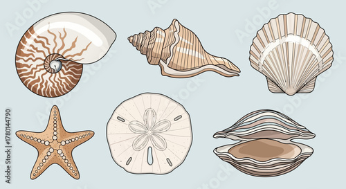 Illustration featuring various seashells and a starfish, showcasing marine life and coastal elements.