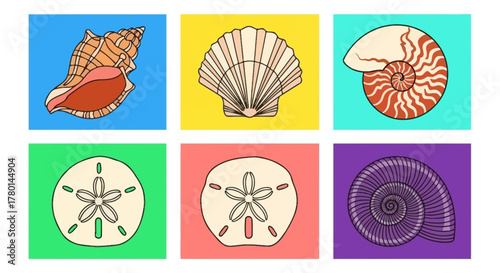 Collection of various marine seashells and sand dollars in a graphic illustration style.