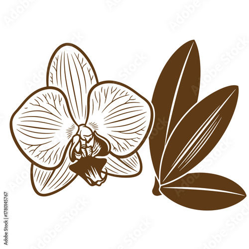 Elegant vintage art illustration of a brown orchid flower with leaves in a simplified style
