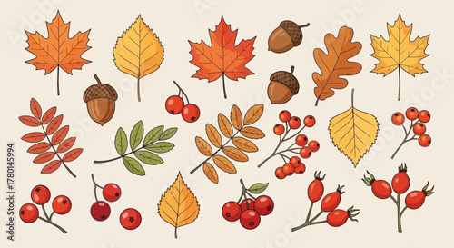 Autumn Leaves and Berries Vector Graphic