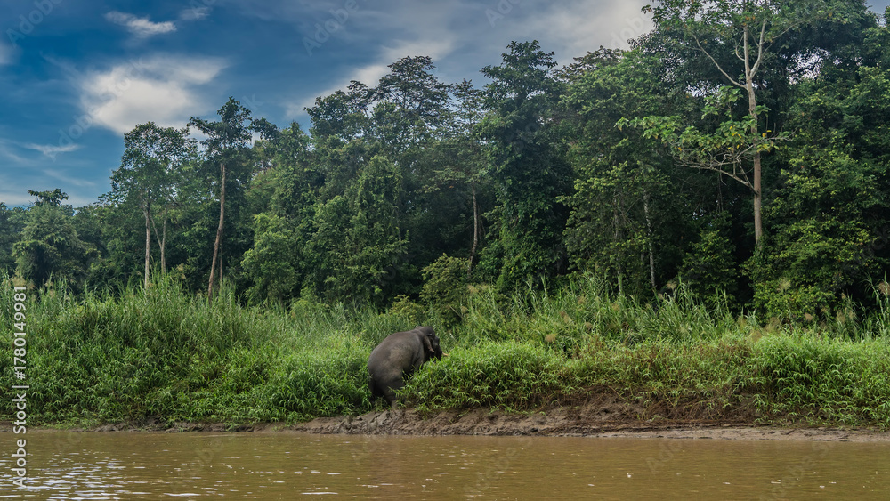 Fototapeta premium The pygmy elephant gets out of the river. The animal climbs along the clay shore. Lush tall green grass. Rainforest trees against a background of blue sky, clouds. Malaysia. Borneo. Kinabatangan River