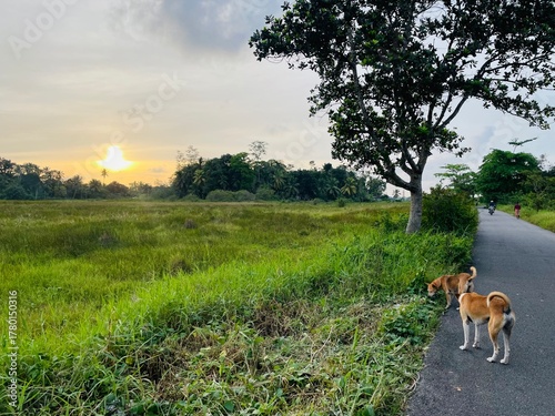 dog in the field