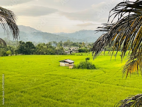 rice fields in sri lanka