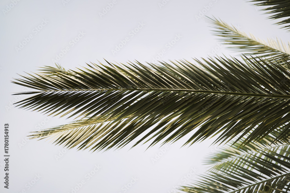 Fototapeta premium Date Palm Leaves and Tree with Natural Tropical Pattern and Soft Sky Background