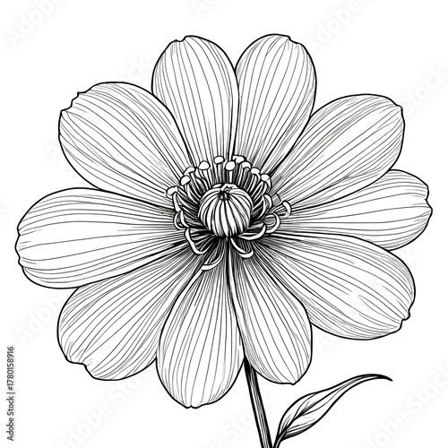 Detailed black and white line art of a blooming flower with intricate petals and fine texture on a dark background, perfect for botanical illustration, tattoo design, or coloring book art.