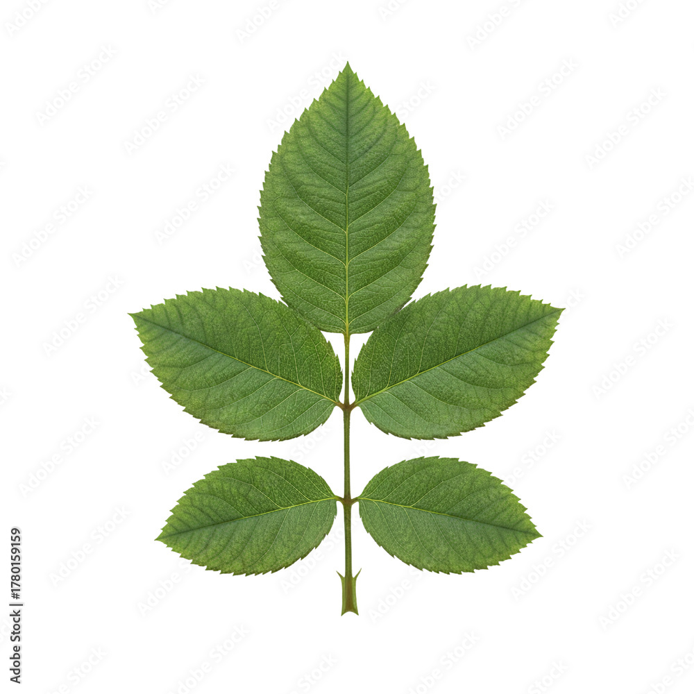 Fototapeta premium Symmetrical rose plant compound leaf on transparent background