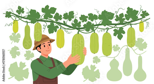A Gardener Harvests Fresh Gourds from a Lush Vine in a Sunny Field