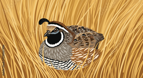 A male California quail, identifiable by its striking topknot and patterned plumage, sits hidden amongst the golden stalks of dry grass.