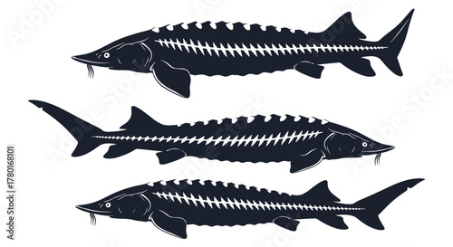 Three dark blue sturgeon fish with distinctive scutes and barbels swimming, depicted in a detailed illustration against a white background.
