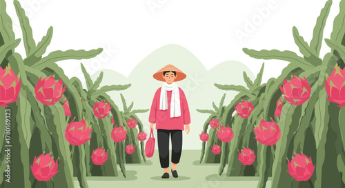 Asian Farmer in Dragon Fruit Orchard in the Sunny Afternoon Harvesting the Crop