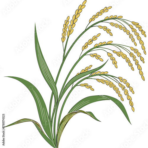 Rice Plant Vector Illustration Black Silhouette of Paddy Ears and Leaves Isolated on White Background