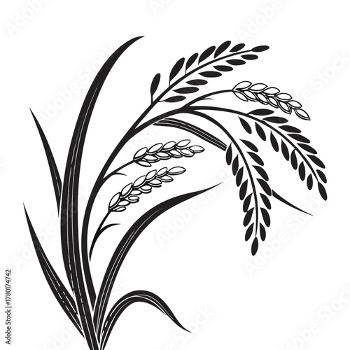 Rice Plant Vector Illustration Black Silhouette of Paddy Ears and Leaves Isolated on White Background