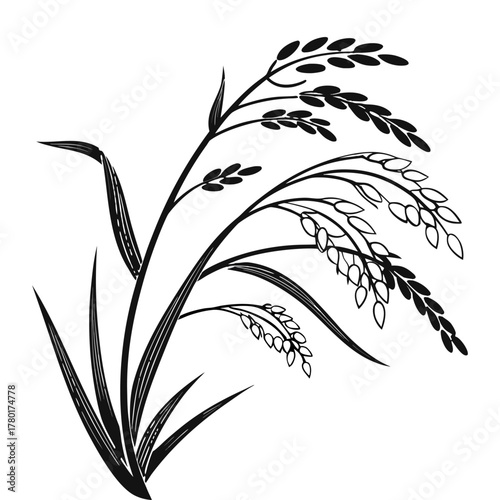 Rice Plant Vector Illustration Black Silhouette of Paddy Ears and Leaves Isolated on White Background