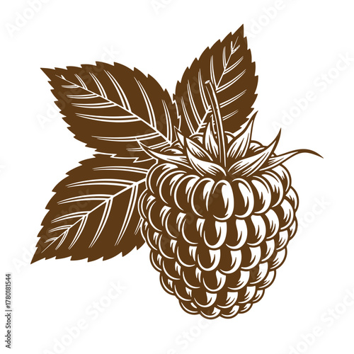 Vintage art illustration of a brown raspberry with leaves on a white background