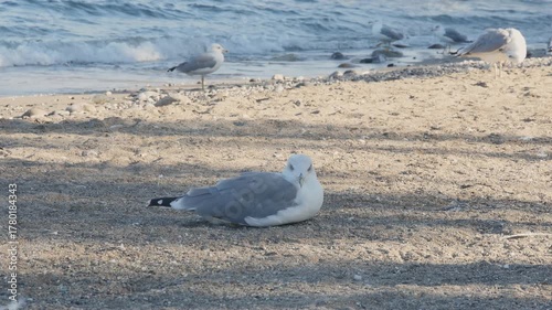 The tranquil sound and sight of waves accompany this visual of a solitary seagull on the shore.