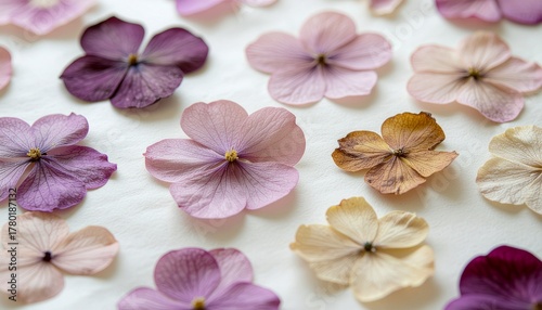 Wallpaper Mural A collection of delicate pressed flowers in various shades of purple, pink, and cream, artfully arranged on a white surface. Torontodigital.ca