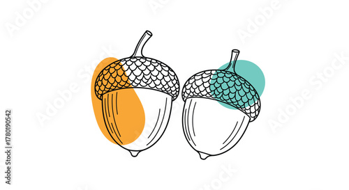 A minimalist line art illustration features two hand-drawn acorns, one with a warm orange accent and the other with a cool teal highlight.