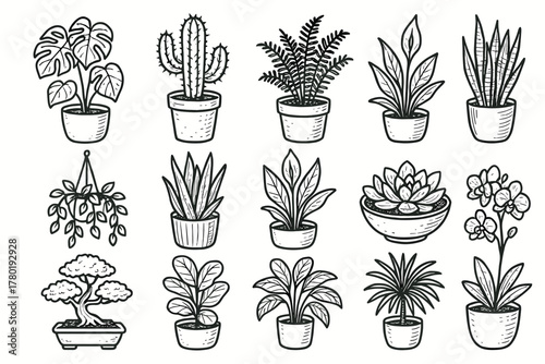 Orchid icon peace vector home cactus plant bonsai lily bowl fig