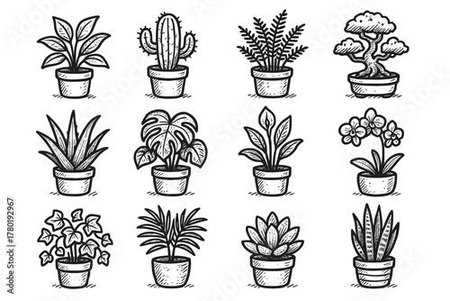 Orchid plant monstera aloe home natural cactus succulent icon vector palm