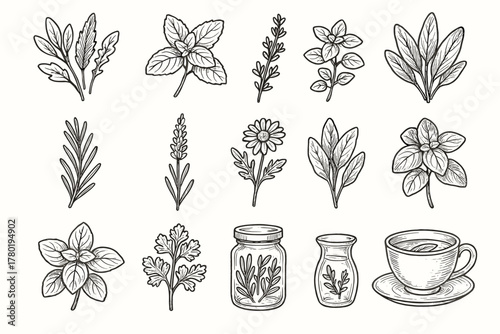 Rosemary fresh vector parsley basil icon herbs collection herbal lavender jar oregano