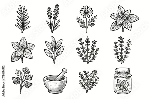 Lavender chamomile collection vector thyme rosemary icon herbal jar pestle mortar