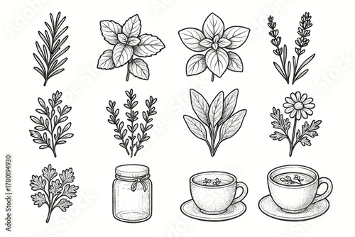 Rosemary botanical collection sprig parsley vector herbal jar lavender icon tea basil