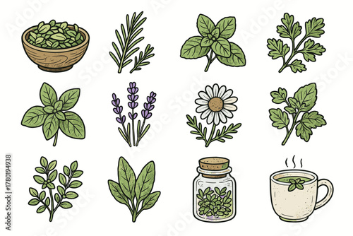 Rosemary tea herbal chamomile basil oregano icon vector mug parsley lavender collection