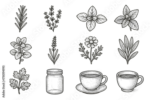 Medicinal parsley icon herbal basil jar mint thyme oregano sage collection vector