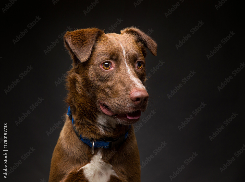 Obraz premium Cute dog on an isolated background studio shot