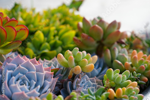 Details of colorful succulents in garden box