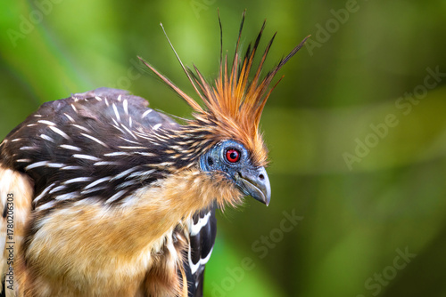 Hoatzin perched in Yasuní National Park, Ecuador