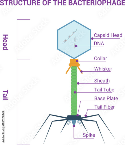 Structure of the Bacteriophage Educational Science Illustration Vector Design