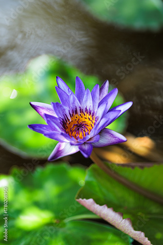fleur de lotus dans l'étang, Koh Samui, Thailand