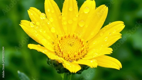 Depict a gentle breeze rustling through a field of wildflowers, creating a serene, undulating motion under a warm, natural sky. Wide shot, natural movement