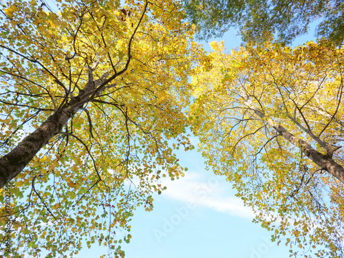 ユリノキの紅葉を見上げる