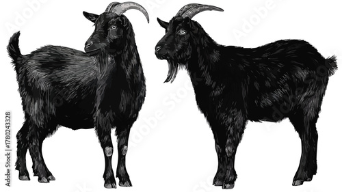 Elegant Black Goat with Mysterious Black Face - Stock Photo