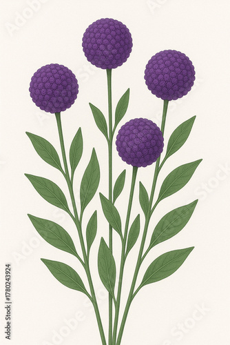 Illustration of Purple Billy Balls Flowers
