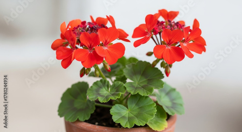 Vibrant Red Geranium Blooms in Terracotta Pot, Symbolizing Growth and Beauty in Nature