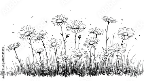 Beautiful Daisy Flower Illustration with Words Daisies in Grass Artwork