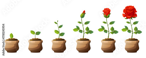 vector Life cycle of red rose flower in pot. Clip art isolated on transparent background.
