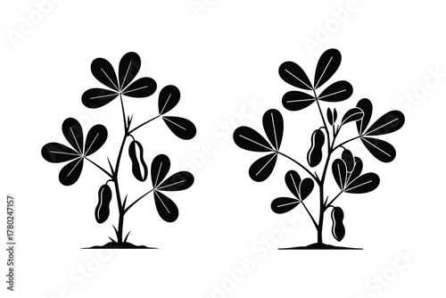 Graphic vector icons showcasing the lifecycle and cultivation of peanut plants, a valuable agricultural crop