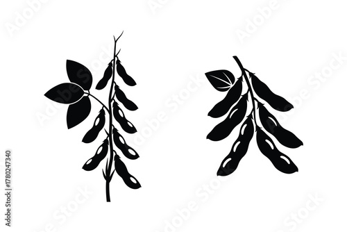 Soybean Pods Illustration Natural Legume Plant Art