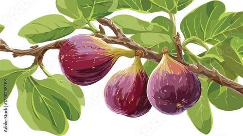 Fresh Ripe Fig Fruit Hanging on Tree Branch with Leaves Close-Up