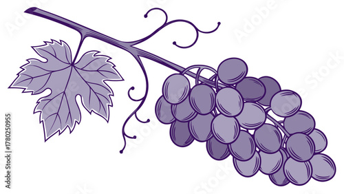 Illustration of a bunch of purple grapes hanging from a vine with a leaf and tendrils on a white background on transparent background silhouette