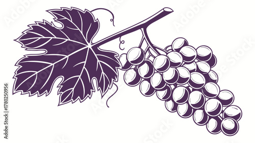 Illustration of a grape bunch with a leaf in purple and white color scheme on a white background on transparent background silhouette
