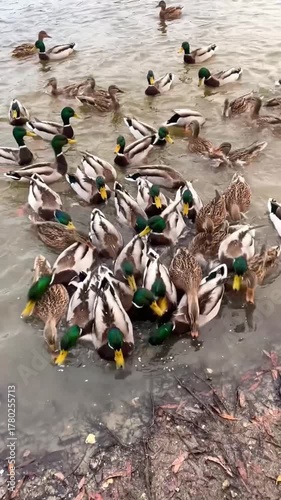 A flock of wild ducks eats crushed oats, which are offered to visitors on the riverbank in late autumn as a way to care for the birds